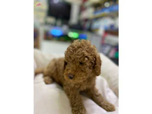 Toy-Poodle