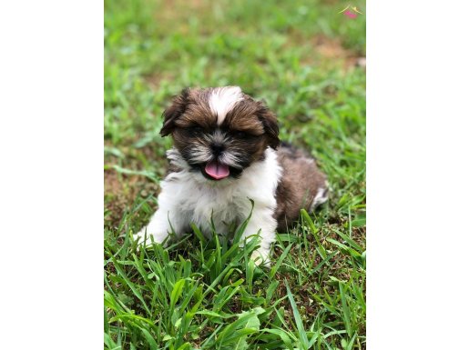 Shih Tzu 