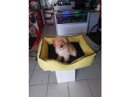 AKKUŞ ÜRETİM ÇİFTLİĞİNDEN MALTİPOO YAVRULARI