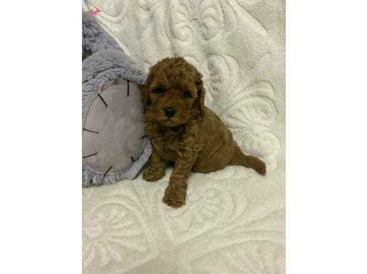 AKKUŞ ÜRETİM ÇİFTLİĞİNDEN RED BROWN TOY POODLE YAVRULAR