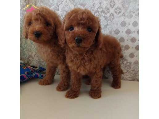 AKKUŞ ÜRETİM ÇİFTLİĞİNDEN TOY POODLE YAVRULARI