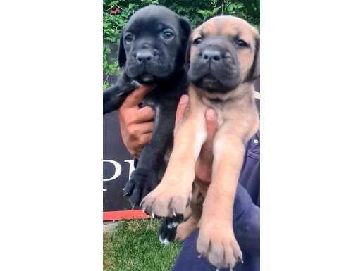 AKKUŞ ÜRETİM ÇİFTLİĞİNDEN CANE CORSO YAVRULARI