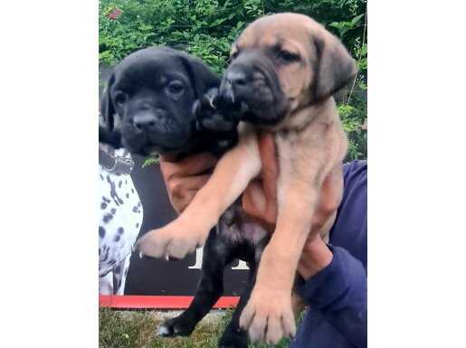 AKKUŞ ÜRETİM ÇİFTLİĞİNDEN CANE CORSO YAVRULARI