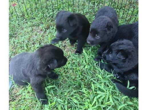 AKKUŞ ÜRETİM ÇİFTLİĞİNDEN BLACK SOLİD ALMAN KURDU YAVRULARI