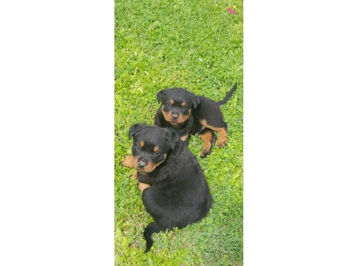 AKKUŞ ÜRETİM ÇİFTLİĞİNDEN ROTWEİLER YAVRULARI