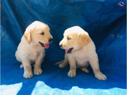 AKKUŞ ÜRETİM ÇİFTLİĞİNDEN GOLDEN YAVRULARI