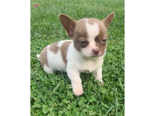 AKKUŞ ÜRETİM ÇİFTLİĞİNDEN CHİHUAHUA YAVRULARI