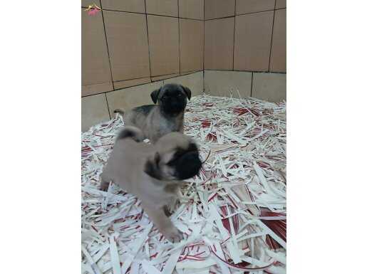 AKKUŞ ÜRETİM ÇİFTLİĞİNDEN PUG YAVRULARI