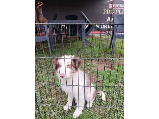 AKKUŞ ÜRETİM ÇİFTLİĞİNDEN BORDER COLLİE YAVRULARI