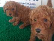 TOY POODLE YAVRULARIMIZ AKKUŞ ÜRETİM ÇİFTLİĞİNDEN