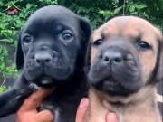 AKKUŞ ÜRETİM ÇİFTLİĞİNDEN CANE CORSO YAVRULARI