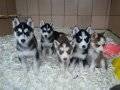 HUSKY YAVRULARI AKKUŞ ÜRETİM ÇİFTLİĞİNDEN