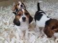 BEAGLE YAVRULARI AKKUŞ ÜRETİM ÇİFTLİĞİNDEN 