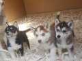 AKKUŞ ÜRETİM ÇİFTLİĞİNDEN HUSKY YAVRULARI