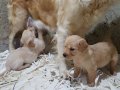 AKKUŞ ÜRETİM ÇİFTLİĞİNDEN GOLDEN YAVRULARI