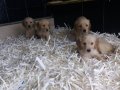 AKKUŞ ÜRETİM ÇİFTLİĞİNDEN GOLDEN YAVRULARI