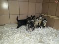 AKKUŞ ÜRETİM ÇİFTLİĞİNDEN GOLDEN YAVRULARI