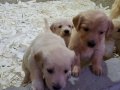 GOLDEN YAVRULARIMIZ AKKUŞ ÜRETİM ÇİFTLİĞİNDEN