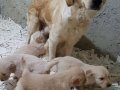 GOLDEN YAVRULARIMIZ AKKUŞ ÜRETİM ÇİFTLİĞİNDEN