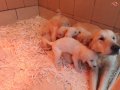 GOLDEN YAVRULARIMIZ AKKUŞ ÜRETİM ÇİFTLİĞİNDEN