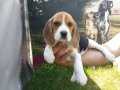 BEAGLE (ELİZABETH) YAVRULARIMIZ AKKUŞ ÜRETİM ÇİFTLİĞİNDEN