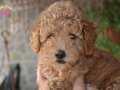 TOY POODLE YAVRULARIMIZ AKKUŞ ÜRETİM ÇİFTLİĞİNDEN