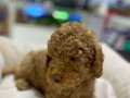 Toy-Poodle