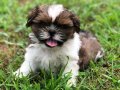 Shih Tzu 