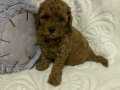 AKKUŞ ÜRETİM ÇİFTLİĞİNDEN RED BROWN TOY POODLE YAVRULAR