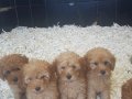 AKKUŞ ÜRETİM ÇİFTLİĞİNDEN MALTİPOO YAVRULARI