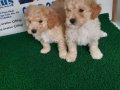 AKKUŞ ÜRETİM ÇİFTLİĞİNDEN MALTİPOO YAVRULARI
