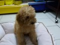 AKKUŞ ÜRETİM ÇİFTLİĞİNDEN MALTİPOO YAVRULARI