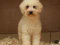 AKKUŞ ÜRETİM ÇİFTLİĞİNDEN MALTİPOO YAVRULARI