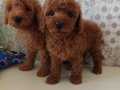 AKKUŞ ÜRETİM ÇİFTLİĞİNDEN TOY POODLE YAVRULARI