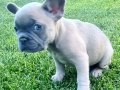 Beykoz’dan Karizma French Bulldog Yavrular