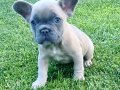 Beykoz’dan Karizma French Bulldog Yavrular