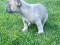 Beykoz’dan Karizma French Bulldog Yavrular
