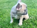 Beykoz’dan Karizma French Bulldog Yavrular