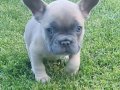 Beykoz’dan Karizma French Bulldog Yavrular
