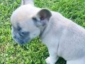 Beykoz’dan Karizma French Bulldog Yavrular