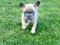Beykoz’dan Karizma French Bulldog Yavrular