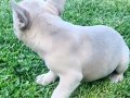 Beykoz’dan Karizma French Bulldog Yavrular