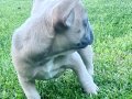 Beykoz’dan Karizma French Bulldog Yavrular
