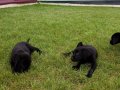 AKKUŞ ÜRETİM ÇİFTLİĞİNDEN LABRADOR YAVRULARI