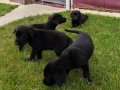 AKKUŞ ÜRETİM ÇİFTLİĞİNDEN LABRADOR YAVRULARI