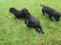 AKKUŞ ÜRETİM ÇİFTLİĞİNDEN LABRADOR YAVRULARI