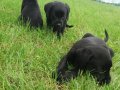 AKKUŞ ÜRETİM ÇİFTLİĞİNDEN LABRADOR YAVRULARI