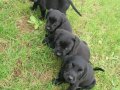 AKKUŞ ÜRETİM ÇİFTLİĞİNDEN LABRADOR YAVRULARI