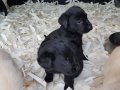 AKKUŞ ÜRETİM ÇİFTLİĞİNDEN LABRADOR YAVRULARI
