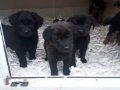 AKKUŞ ÜRETİM ÇİFTLİĞİNDEN LABRADOR YAVRULARI